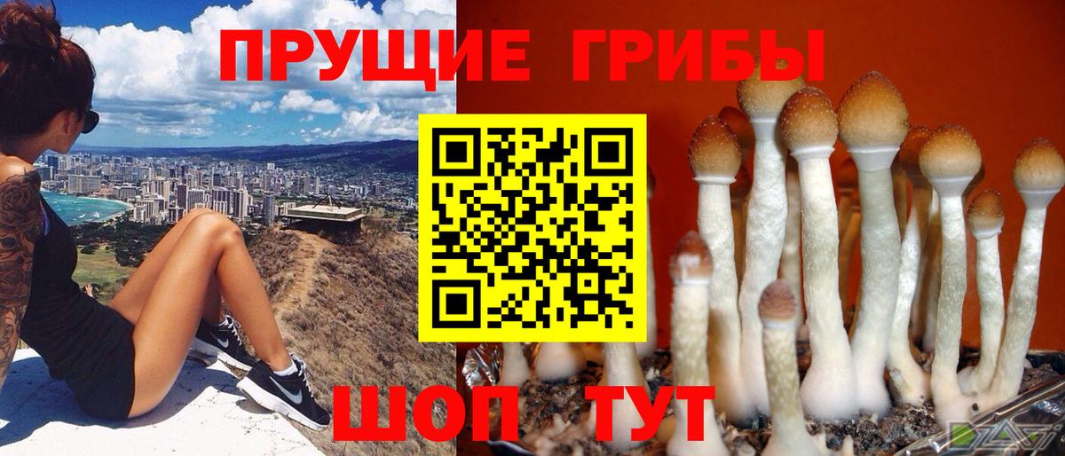 Псилоцибиновые грибы Psilocybe Новоалександровск